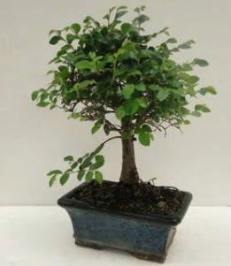 Bonsai saks� bitkisi japon a�ac�  T�rkiye �i�ek sipari�i vermek 