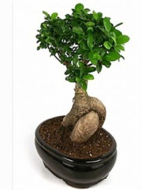Bonsai saks� bitkisi japon a�ac�  T�rkiye �i�ek�i telefonlar� 