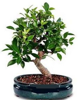 5 ya��nda japon a�ac� bonsai bitkisi  T�rkiye �i�ek sipari�i vermek 