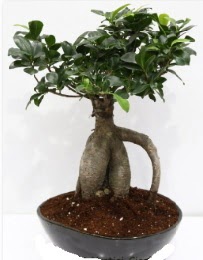 5 ya��nda japon a�ac� bonsai bitkisi  T�rkiye �i�ek sat��� 
