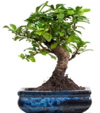 5 ya��nda japon a�ac� bonsai bitkisi  T�rkiye �i�ek yolla , �i�ek g�nder , �i�ek�i  
