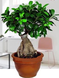 5 yanda japon aac bonsai bitkisi  Trkiye ieki maazas 