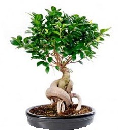 Bonsai Japon a�ac� saks� bitkisi  T�rkiye internetten �i�ek sipari�i 