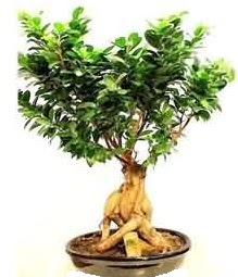 Bonsai Japon a�ac� saks� bitkisi  T�rkiye �i�ek�i telefonlar� 