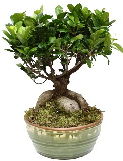 Japon a�ac� bonsai saks� bitkisi  T�rkiye �i�ek ma�azas� , �i�ek�i adresleri 