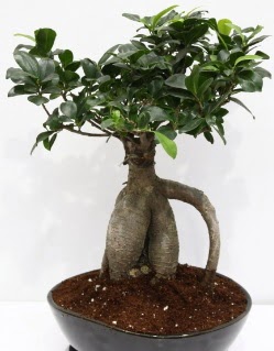 Japon a�ac� bonsai saks� bitkisi  T�rkiye g�venli kaliteli h�zl� �i�ek 