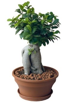 Japon a�ac� bonsai saks� bitkisi  T�rkiye yurti�i ve yurtd��� �i�ek sipari�i 