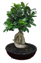 Japon aac bonsai saks bitkisi  Trkiye iek gnderme sitemiz gvenlidir 