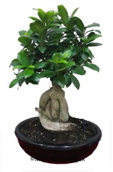 Japon a�ac� bonsai saks� bitkisi  T�rkiye �i�ek g�nderme sitemiz g�venlidir 