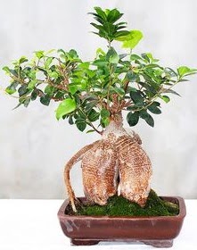Japon a�ac� bonsai saks� bitkisi  T�rkiye �i�ek g�nderme sitemiz g�venlidir 
