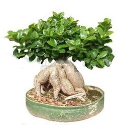 Japon a�ac� bonsai saks� bitkisi  T�rkiye yurti�i ve yurtd��� �i�ek sipari�i 