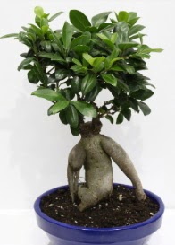 bonsai japon a�ac� saks� �i�e�i  T�rkiye cicekciler , cicek siparisi 