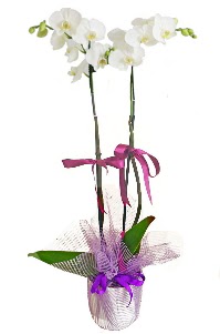 2 dall beyaz orkide sat  Trkiye iek yolla , iek gnder , ieki  