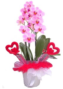 2 dall� mor orkide 2 kalp �ubuk  T�rkiye �i�ek yolla 