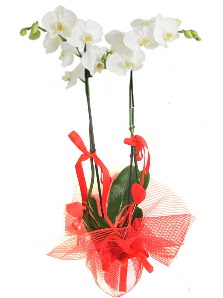 2 dall beyaz orkide bitkisi  Trkiye iekiler 