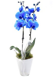 2 dall AILI mavi orkide  Trkiye iek yolla , iek gnder , ieki  