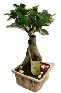 Japon a�ac� bonsai seramik saks�  T�rkiye uluslararas� �i�ek g�nderme 