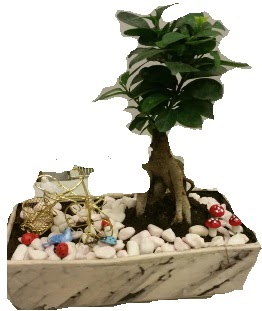 Japon a�ac� bonsai sat���  T�rkiye �i�ek sipari�i vermek 