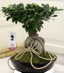 Japon a�ac� bonsai sat���  T�rkiye cicekciler , cicek siparisi 