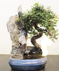 Japon a�ac� bonsai saks� bitkisi sat���  T�rkiye �i�ek sat��� 