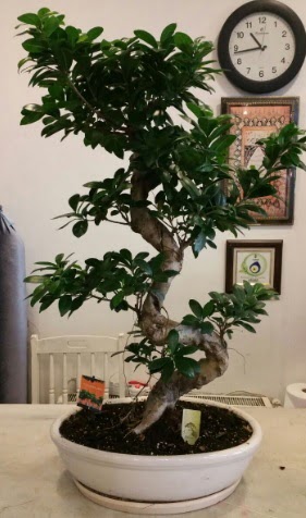 100 cm yksekliinde dev bonsai japon aac  Trkiye iek maazas , ieki adresleri 