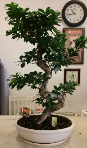 100 cm y�ksekli�inde dev bonsai japon a�ac�  T�rkiye �i�ek ma�azas� , �i�ek�i adresleri 