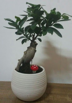 Bonsai japon a�ac� saks� �i�e�i  T�rkiye kaliteli taze ve ucuz �i�ekler 