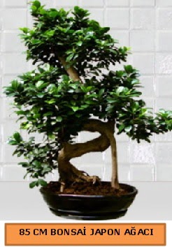 85 CM Japon a�ac� Bonsai saks� bitkisi  T�rkiye �i�ek g�nderme sitemiz g�venlidir 