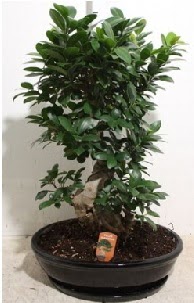75 CM Ginseng bonsai Japon a�ac�  T�rkiye �i�ek yolla 