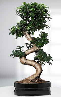 90 CM Japon A�ac� Bonsai saks� �i�e�i  T�rkiye anneler g�n� �i�ek yolla 