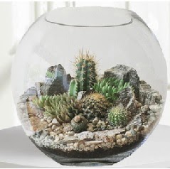 Cam fanus Terrarium 5 kakt�s  T�rkiye uluslararas� �i�ek g�nderme 