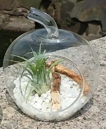 Elma k���k boy terrarium 1 kakt�s  T�rkiye �i�ek g�nderme 