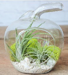 Elma terrarium k���k boy 2 kakt�s  T�rkiye ucuz �i�ek g�nder 