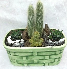 Seramik i�erisinde 5 kakt�sl� terrarium  T�rkiye kaliteli taze ve ucuz �i�ekler 