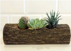 Ah�ap k�t�k 3 kakt�s terrarium  T�rkiye �i�ek yolla 
