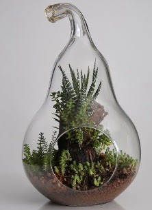 Armut cam k���k boy terrarium  T�rkiye cicekciler , cicek siparisi 