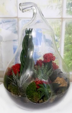 5 adet kakt�s orta boy armut terrarium  T�rkiye �i�ek�i telefonlar� 