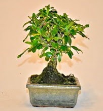 Zelco bonsai saks� bitkisi  T�rkiye cicekciler , cicek siparisi 