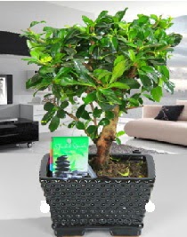 Bonsai japon a�ac� saks� bitkisi  T�rkiye �i�ek yolla , �i�ek g�nder , �i�ek�i  