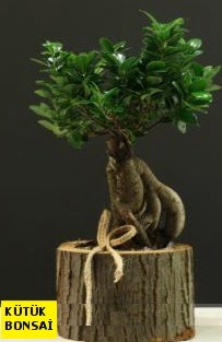 K�t�k i�erisinde Bonsai japon a�ac�  T�rkiye ucuz �i�ek g�nder 
