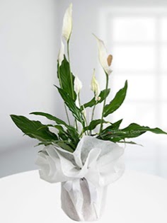 Spathiphyllum �i�e�i Bar�� �i�e�i  T�rkiye �i�ek sipari�i vermek  