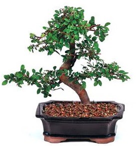 �thal bonsai japon a�ac�  T�rkiye �i�ek�i telefonlar� 