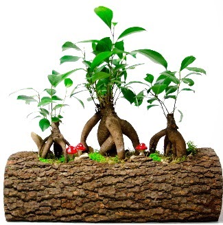 Do�al k�t�k i�inde 3 Bonsai Japon a�ac�  T�rkiye �i�ek sat��� 
