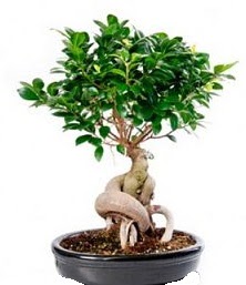 Bonsai japon a�ac� seramik i�inde  T�rkiye �i�ek , �i�ek�i , �i�ek�ilik 