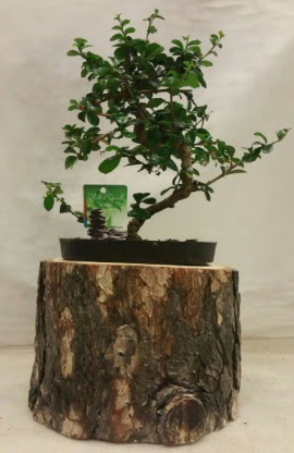 Doal ktk iinde bonsai japon aac  Trkiye iek maazas , ieki adresleri 