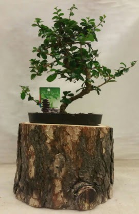 Do�al k�t�k i�inde bonsai japon a�ac�  T�rkiye �i�ek ma�azas� , �i�ek�i adresleri 