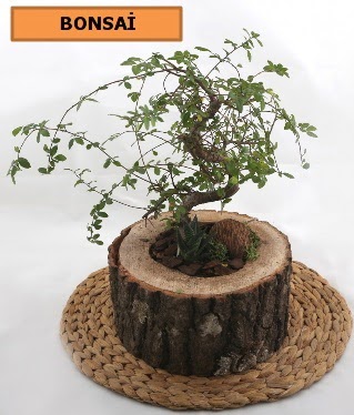 Do�al a�a� k�t�k i�erisinde bonsai bitkisi  T�rkiye kaliteli taze ve ucuz �i�ekler 