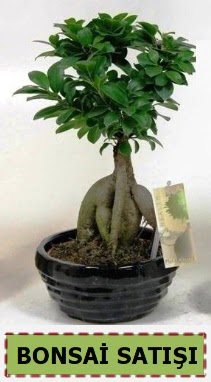 Bonsai japon a�ac� ginseng bonsai  T�rkiye uluslararas� �i�ek g�nderme 