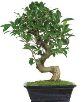 Bonsai saks� bitkisi japon a�ac�  T�rkiye hediye �i�ek yolla 