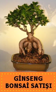 Ginseng bonsai sat��� japon a�ac�  T�rkiye �i�ek sipari�i sitesi 